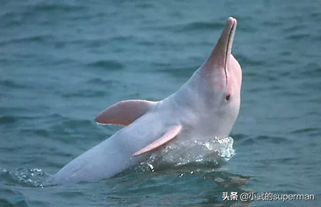 世界十大受保护的野生动物是什么?