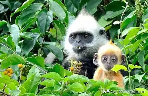 世界十大受保护的野生动物是什么?