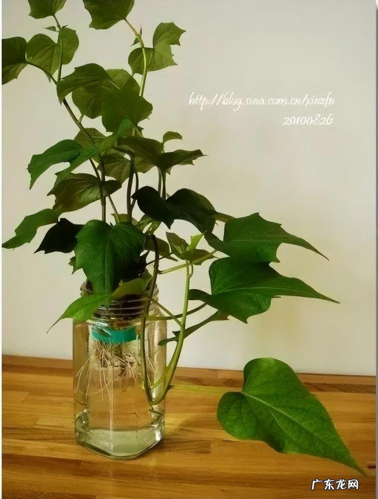 怎么水培香菜根 什么蔬菜泡在水里可以发芽