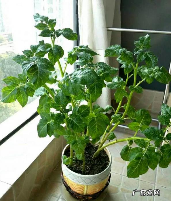 怎么水培香菜根 什么蔬菜泡在水里可以发芽