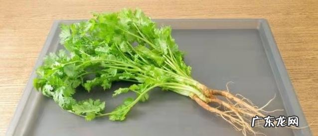 怎么水培香菜根 什么蔬菜泡在水里可以发芽