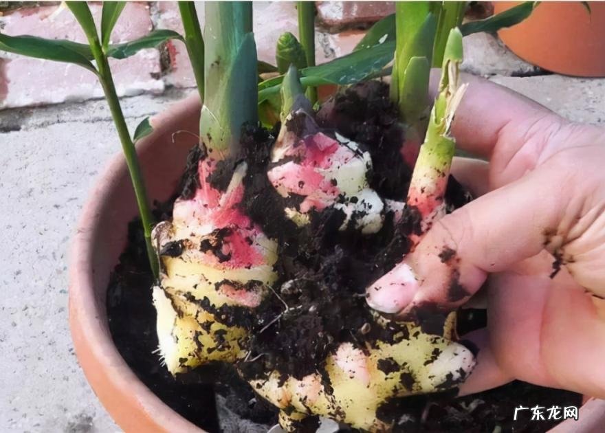 怎么水培香菜根 什么蔬菜泡在水里可以发芽