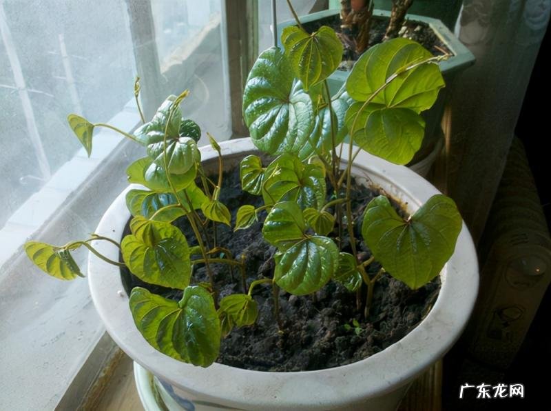 怎么水培香菜根 什么蔬菜泡在水里可以发芽