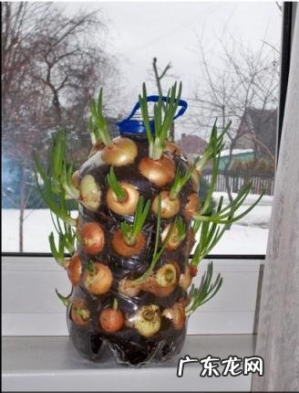 怎么水培香菜根 什么蔬菜泡在水里可以发芽