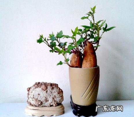 怎么水培香菜根 什么蔬菜泡在水里可以发芽