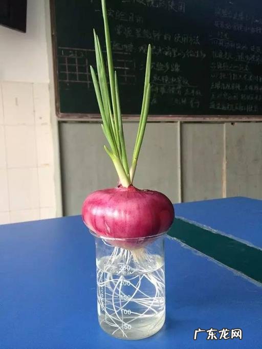 怎么水培香菜根 什么蔬菜泡在水里可以发芽