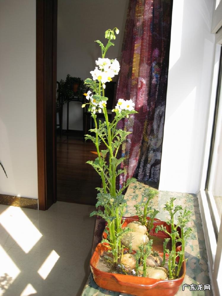 怎么水培香菜根 什么蔬菜泡在水里可以发芽