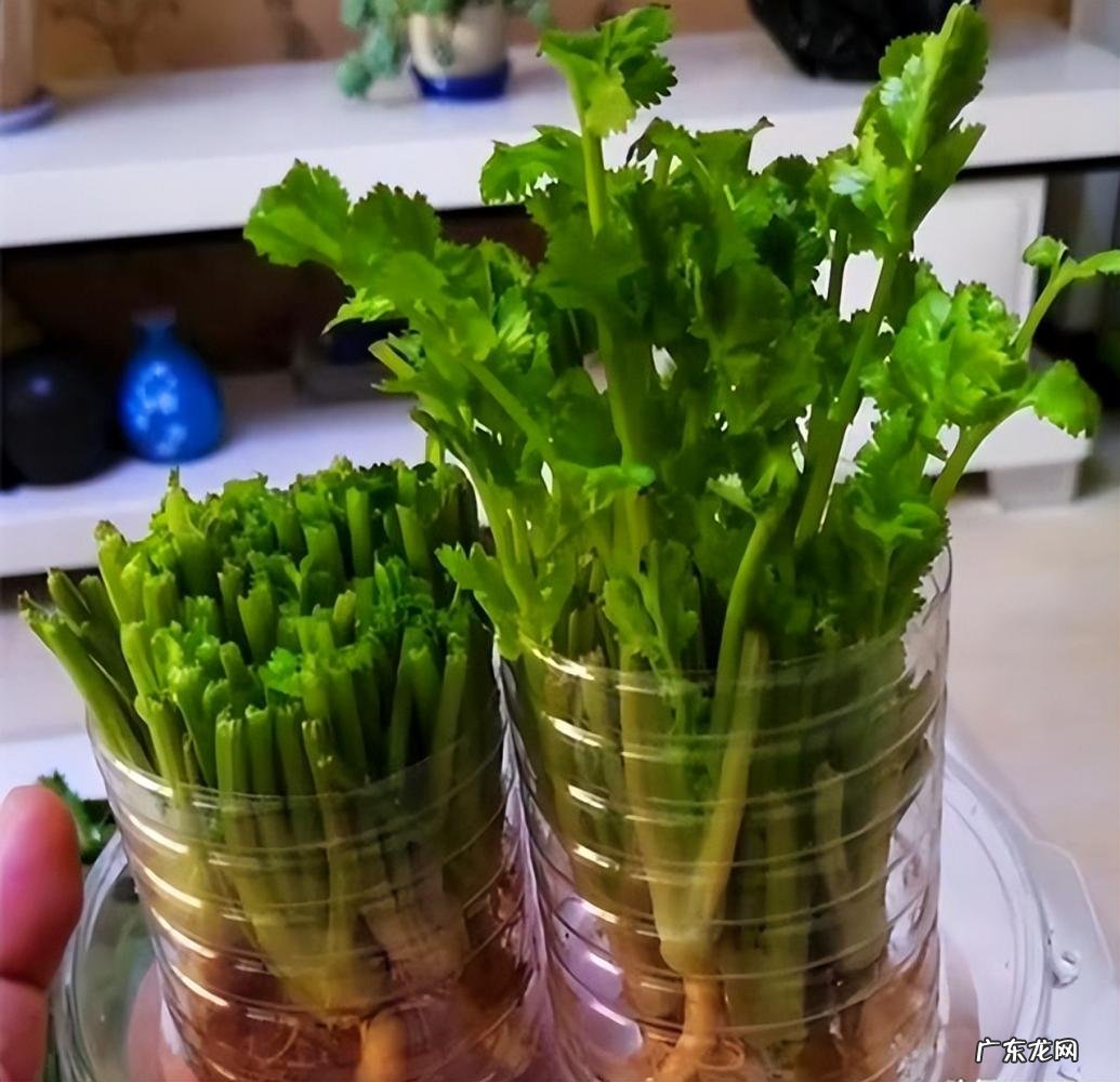 怎么水培香菜根 什么蔬菜泡在水里可以发芽
