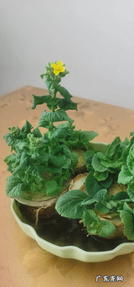 怎么水培香菜根 什么蔬菜泡在水里可以发芽