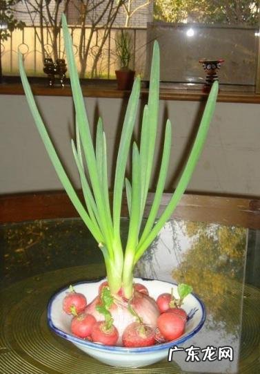 怎么水培香菜根 什么蔬菜泡在水里可以发芽