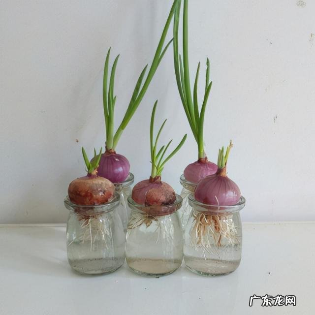 怎么水培香菜根 什么蔬菜泡在水里可以发芽