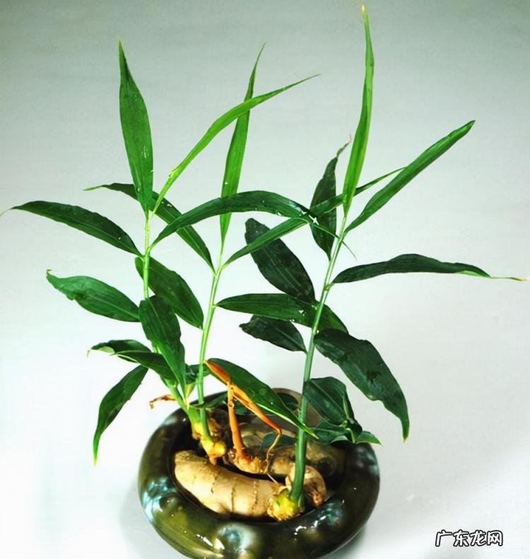 怎么水培香菜根 什么蔬菜泡在水里可以发芽