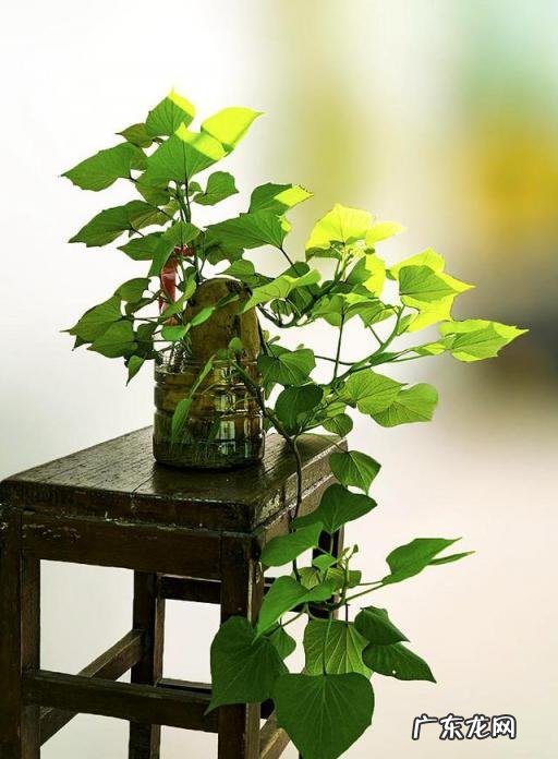 怎么水培香菜根 什么蔬菜泡在水里可以发芽