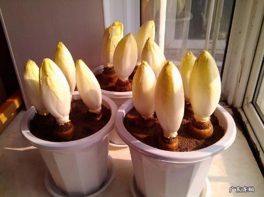 怎么水培香菜根 什么蔬菜泡在水里可以发芽