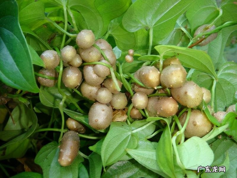 怎么水培香菜根 什么蔬菜泡在水里可以发芽