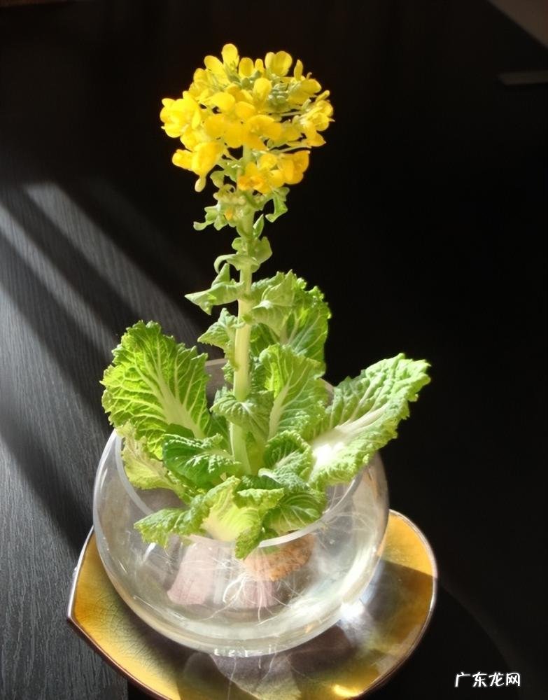 怎么水培香菜根 什么蔬菜泡在水里可以发芽