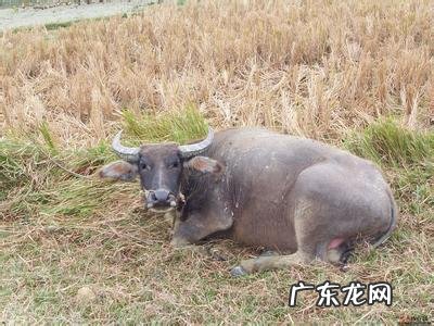 富贵风水宝地 出富贵的风水宝地