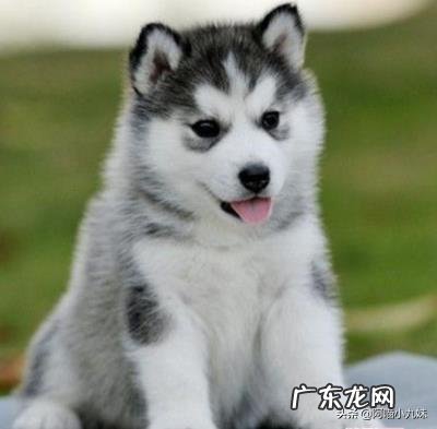 养宠物的利弊各有哪些?