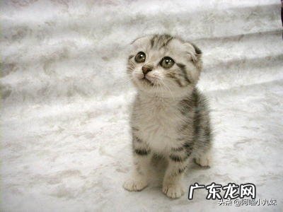 养宠物的利弊各有哪些?