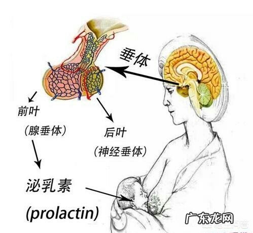 哺乳期奶水很少，是不是妈妈胸部小的原因？