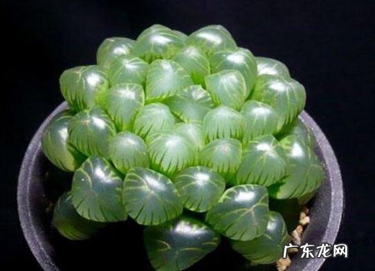 属鸡男吃醋表现 鸡会吃醋吗