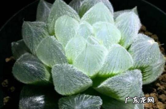 属鸡男吃醋表现 鸡会吃醋吗