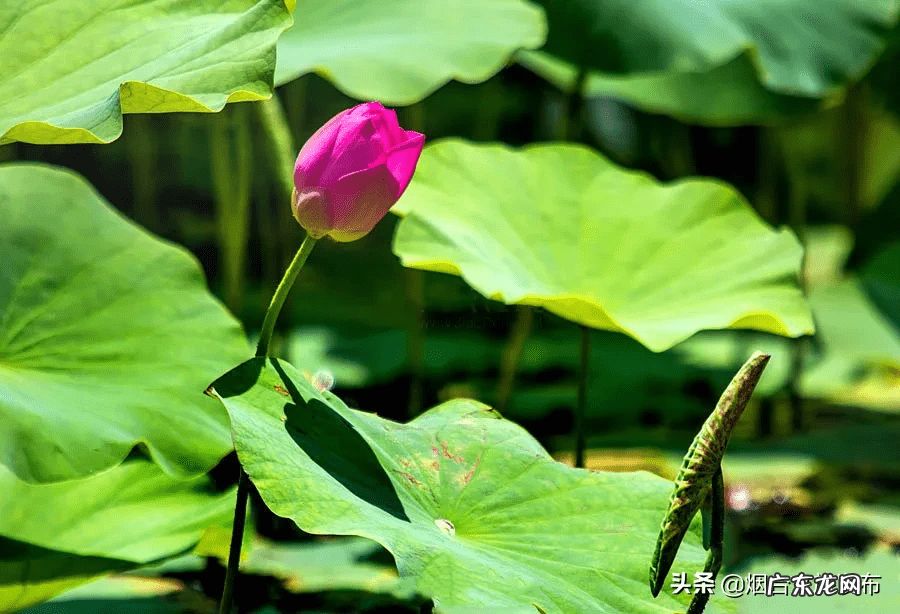 荷花什么时候开放时间几点