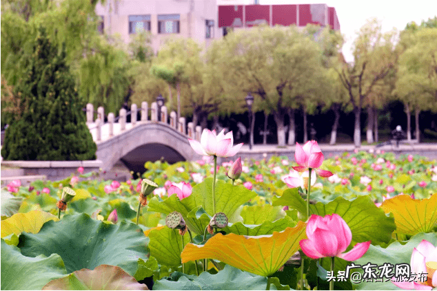 荷花什么时候开放时间几点