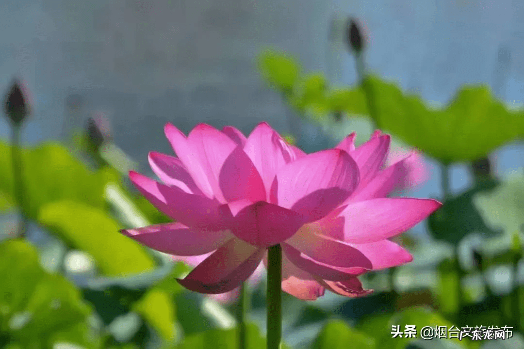 荷花什么时候开放时间几点