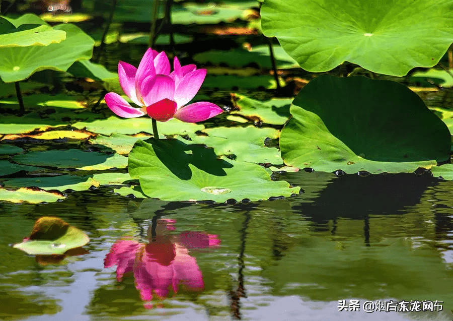 荷花什么时候开放时间几点