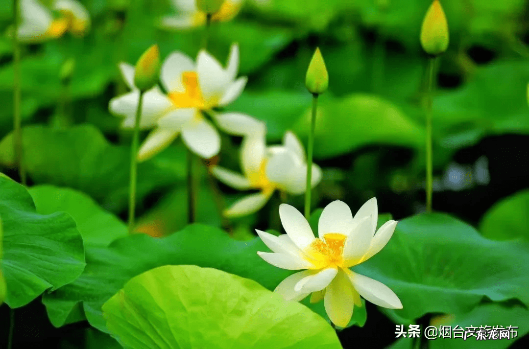 荷花什么时候开放时间几点