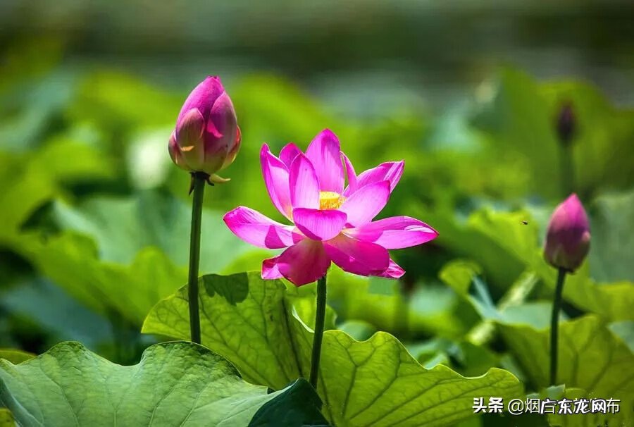 荷花什么时候开放时间几点