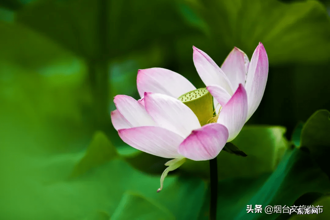 荷花什么时候开放时间几点