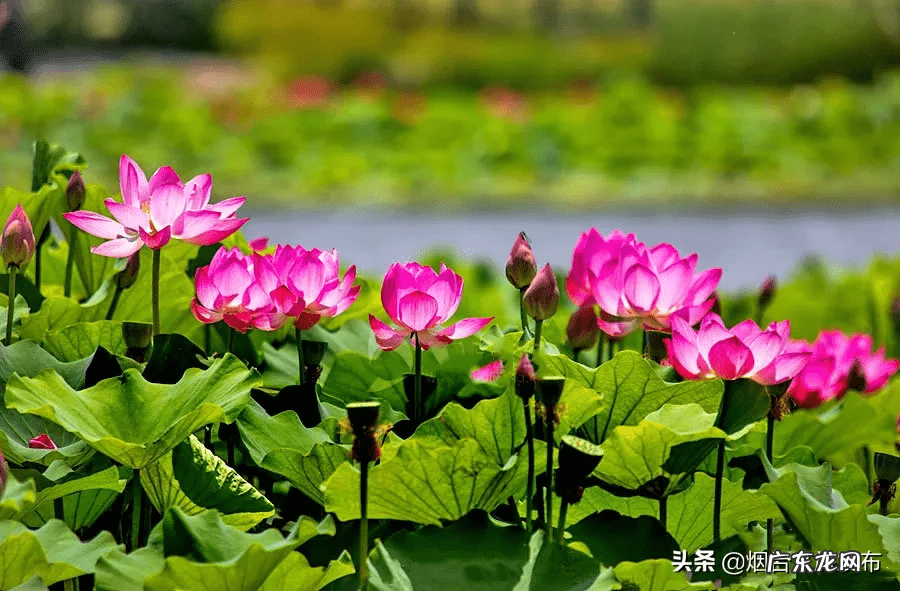 荷花什么时候开放时间几点