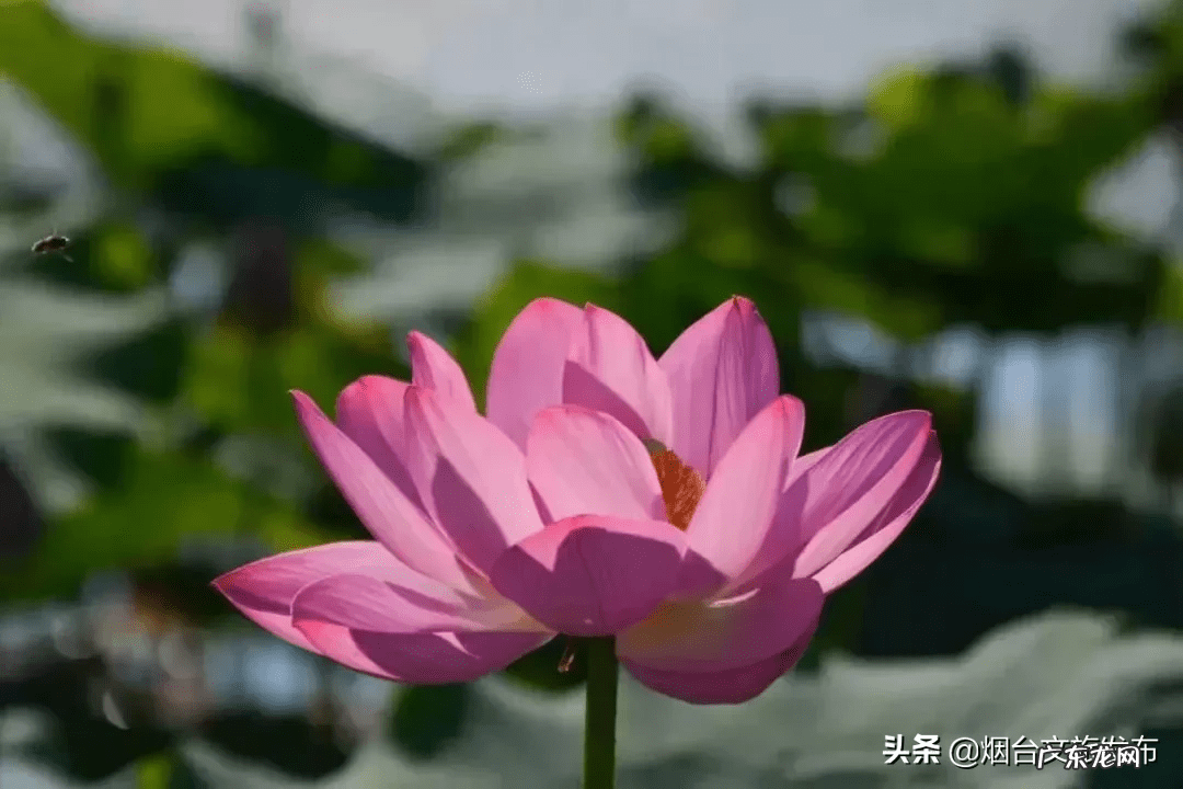 荷花什么时候开放时间几点