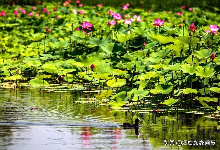 荷花什么时候开放时间几点