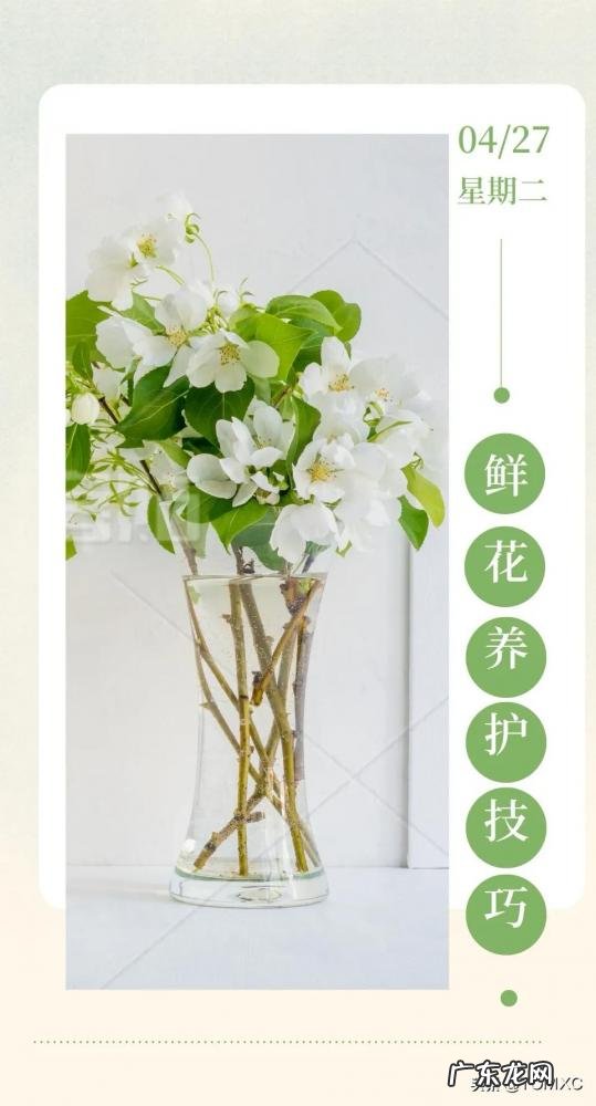 深水醒花泡一天一夜 醒花怎么泡