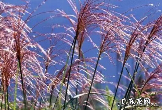 芦苇风水 芦苇风水寓意