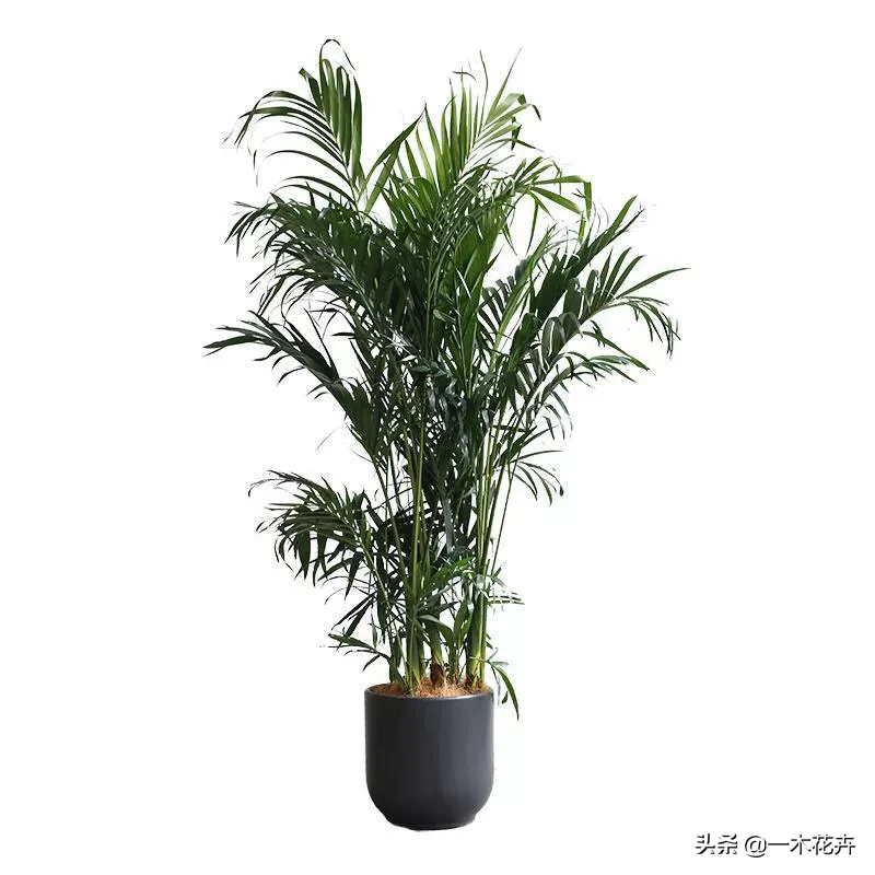 室内绿植真的可以净化空气,吸收有害气体吗?有没有数据支撑?