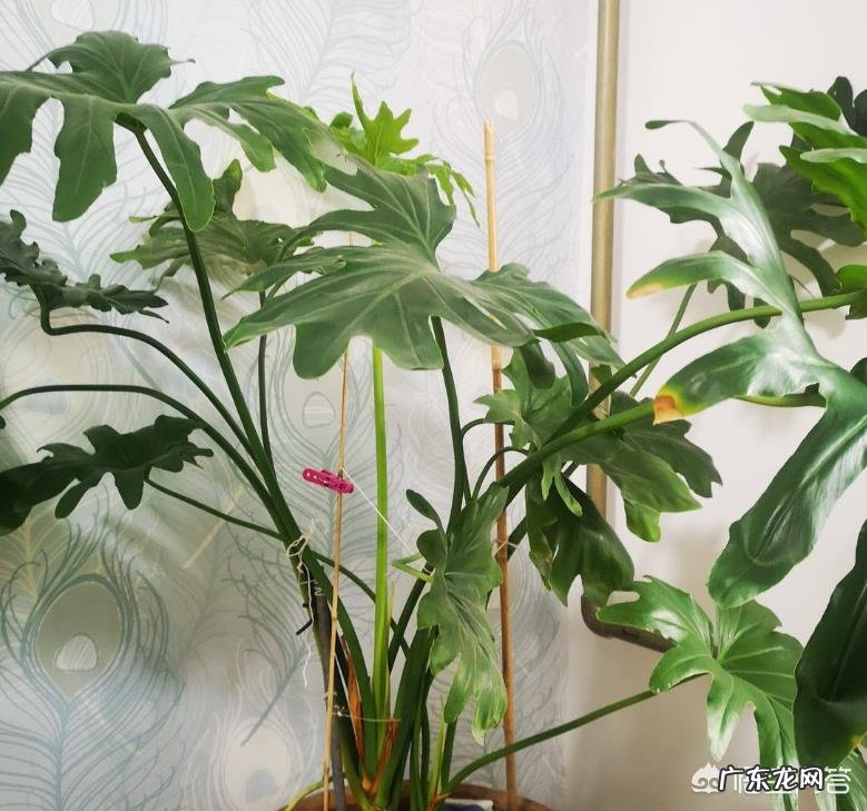 室内绿植真的可以净化空气,吸收有害气体吗?有没有数据支撑?