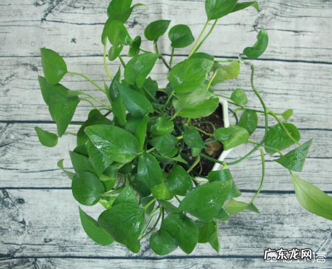 室内绿植真的可以净化空气,吸收有害气体吗?有没有数据支撑?