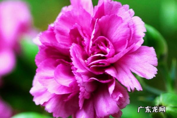 风铃的寓意与风水 百合花蓝风铃风水