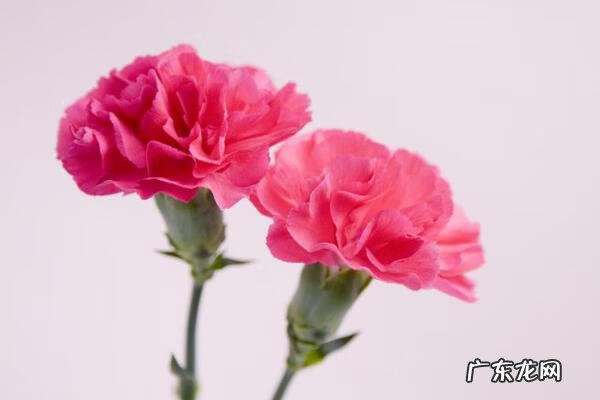 风铃的寓意与风水 百合花蓝风铃风水