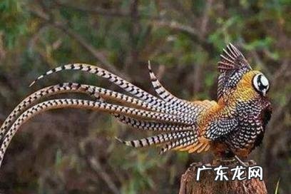 凤凰是神话传说中的一种 神话中的凤凰是真实存在的吗?到底是不是编造出来的呢?