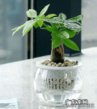 植物山乌龟风水属什么 水生风水植物能种什么