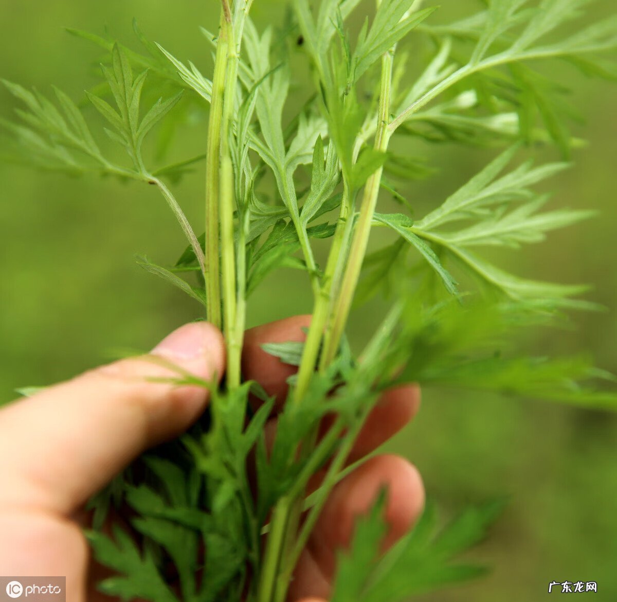 艾叶草的功效与作用 艾叶的作用和功效