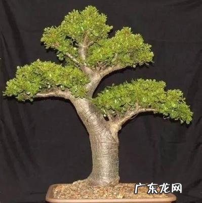 红叶玉树的养殖方法和注意事项 玉树图片盆景及价格大全