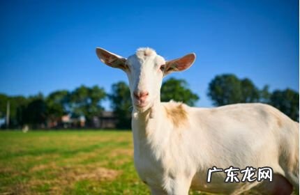 全球十大羊奶粉品牌 羊奶粉十大品牌之一