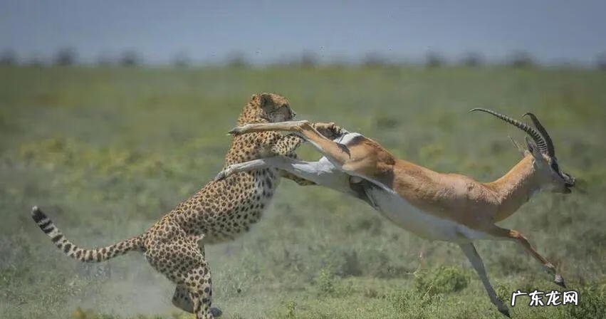 西游降魔篇在线观看免费 西游降魔篇猪八戒