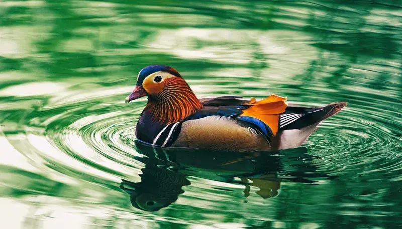 明月何时照我还的成语 明月何时照我还 猜成语